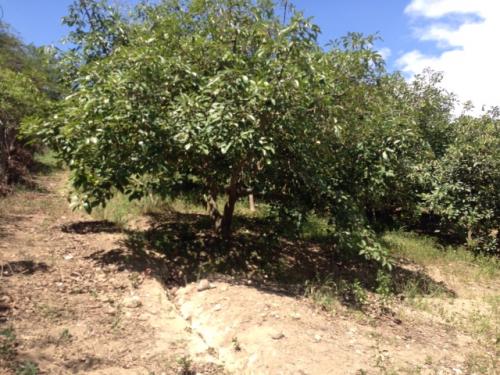 GUAYLLABAMBA VENDO LOTE DE 500 METROS HUERTOS FAMILIARES