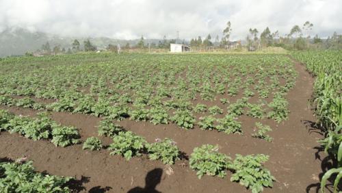 Vendo propiedad de 7 hectáreas en Otavalo
