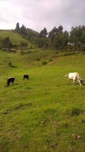 A 10 MIN DE OTAVALO VENDO 3 HECTÁREAS CON VISTA AL LAGO