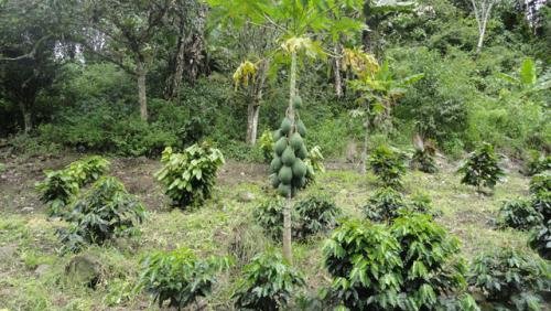 VENDO FINCA EN INTAG (Cotacachi - Imbabura)