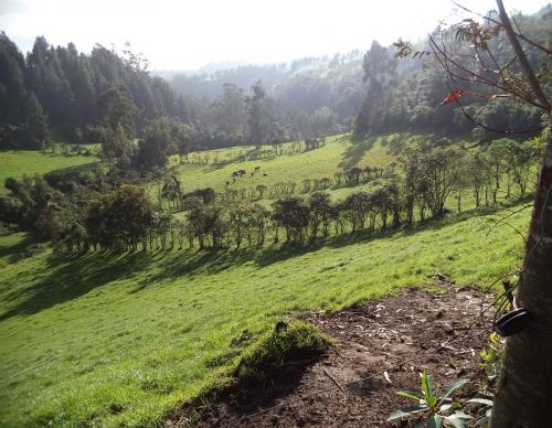 VENDO FINCA AGRÍCOLA Y GANADERA DE 22 HECTÁREAS CERCA A OTAVALO