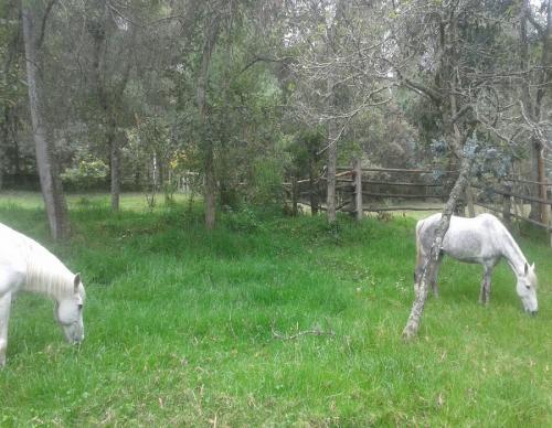 PROPIEDAD DE 4 HAS EN VÍA A QUIROGA