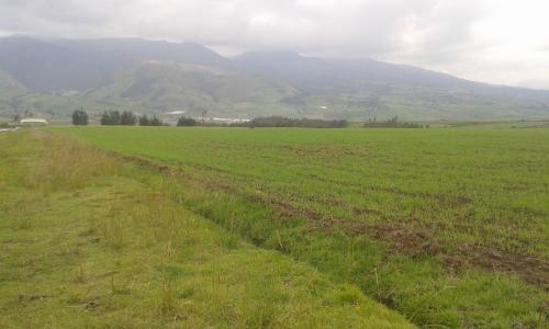 PROPIEDAD PLANA DE 6.5 HAS EN CAYAMBE
