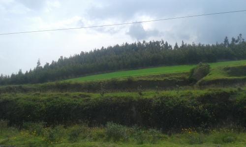 DE OPORTUNIDAD PROPIEDAD DE 5 HECTÁREA EN CAYAMBE