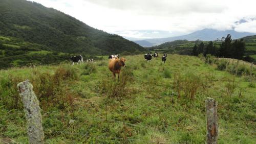 VENDO HACIENDA DE 92 HECTAREAS EN OTAVALO IMBABURA ECUADOR
