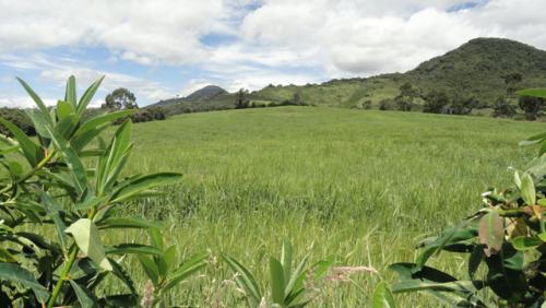 Vendo propiedad de 8 hectareas en Pablo Arenas