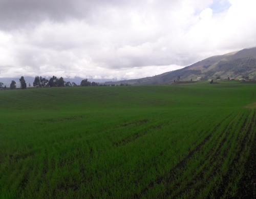 VENDO EN SAN PABLO SECTOR UKSHA