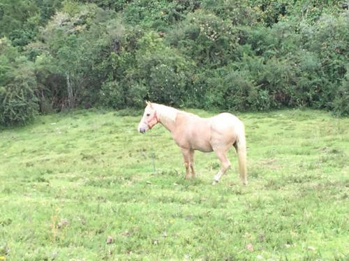 Vendo hacienda de 20 hectáreas vía Selva Alegre - Otavalo