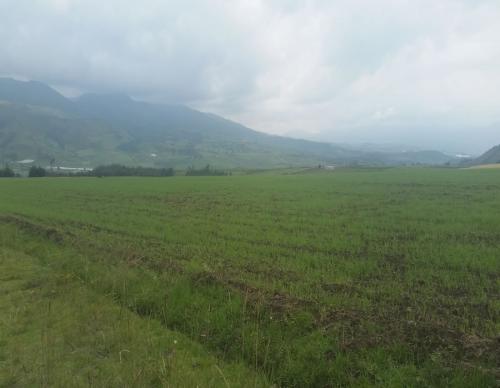 PROPIEDAD PLANA 6.5 HAS DE VENTA EN CAYAMBE