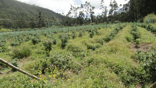 Vendo terreno de 4 hectareas en San Pablo