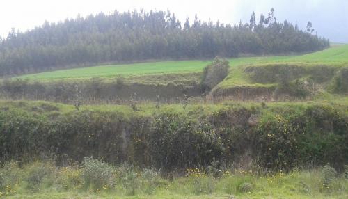 DE OPORTUNIDAD PROPIEDAD DE 5 HECTÁREAS EN CAYAMBE