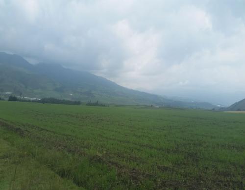 HERMOSA PROPIEDAD DE 6,5 HECTAREAS PLANAS EN OLMEDO 