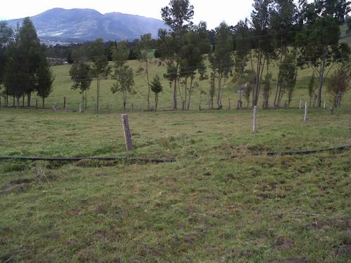 FINCA DE 22HAS PARA GANADERÍA O AGRICULTURA DE ROSAS EN CAYAMBE