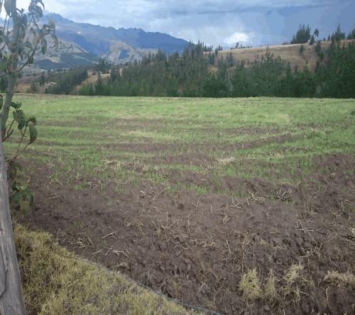 PROPIEDAD DE 5 HECTAREAS EN OLMEDO 