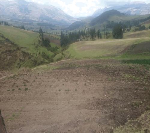 PROPIEDAD DE 3 HECTAREAS EN SANTA ROSA - OLMEDO 