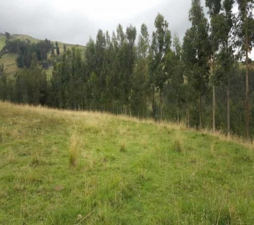 HERMOSA PROPIEDAD DE 11 HECTAREAS EN CAYAMBE 