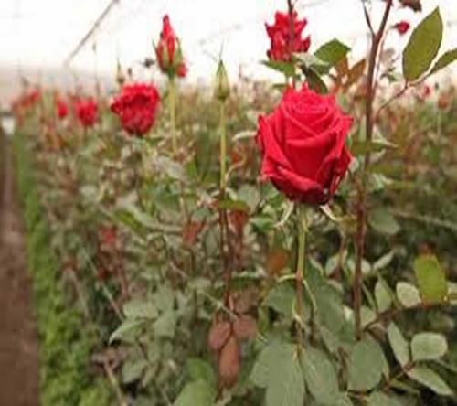 SE VENDE FLORICOLA EN PRODUCCION