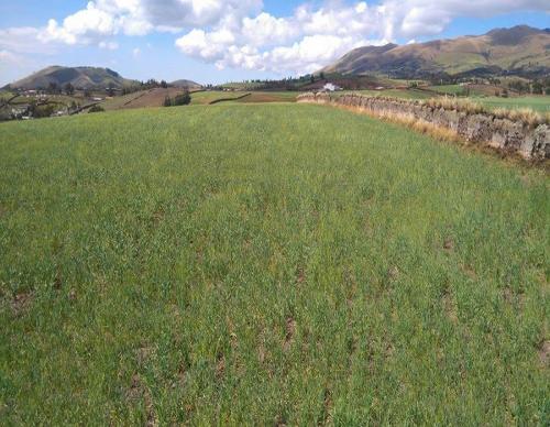 SE VENDE 1 HECTAREA EN OLMEDO 