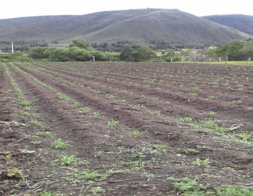 TERRENO DE 980M2 DE OPROTUNIDAD EN CAYAMBE 