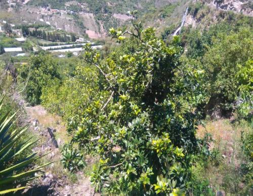 SE VENDE PROPIEDAD EN PRODUCCION