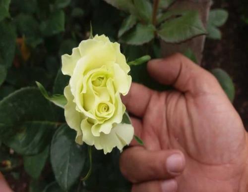 FLORICOLA EN PRODUCCION DE 7 HECTAREAS EN TABACUNDO 