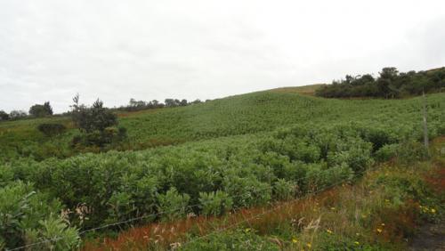 VENDO 18 HECTAREAS EN OTAVALO EN KILOMETRO 30 VIA SELVA ALEGRE