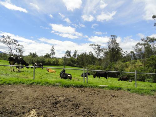 Vendo propiedad de 13 hectareas en Otavalo