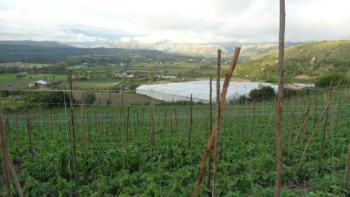 Vendo terreno de 12.000 m2 en Chaltura