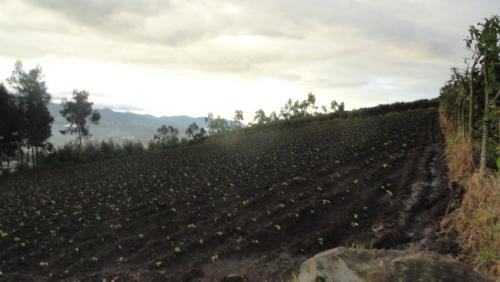Vendo terreno de 5.000 m2 en San Roque sector de Cerotal