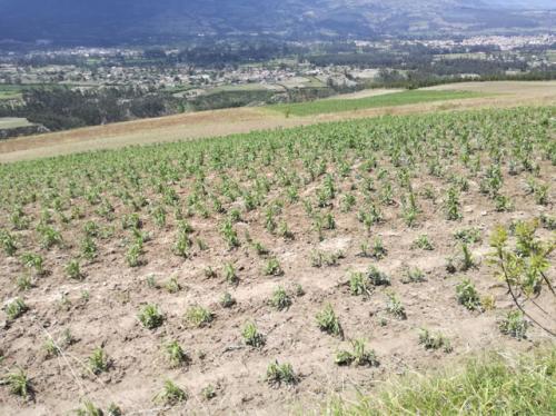 Vendo terreno de 3.500 m2 en Otavalo sector Carabuela