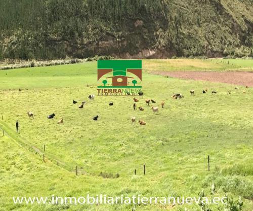 HACIENDA GANADERA DE 50 HECTÁREAS  EN MULALA-LATACUNGA
