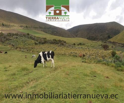 SE VENDE UNA HACIENDA VIA AL  NEVADO CAYAMBE