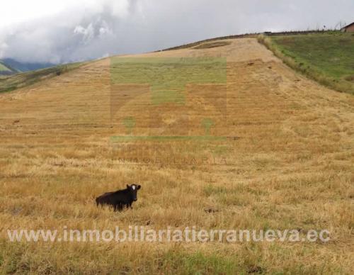 TERRENO DE 1 HECTÁREA EN OLMEDO
