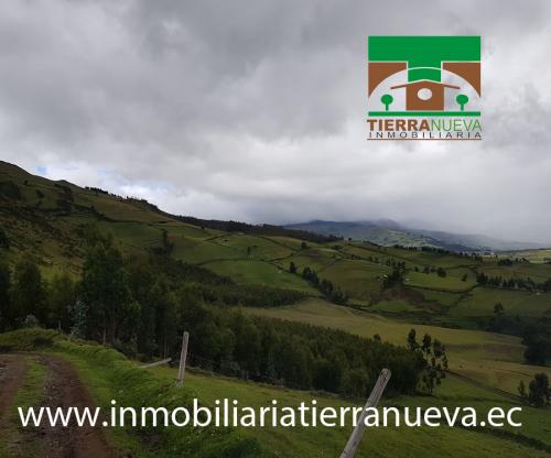 VENTA 7 HECTAREAS DE BOSQUE EN PESILLO – CAYAMBE 