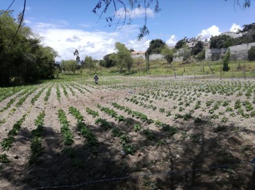 SE VENDE 2 HECTAREAS EN COTACACHI SECTOR URBANO