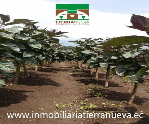 EN VENTA TERRENO EN ATUNTAQUI  SECTOR SAN ROQUE