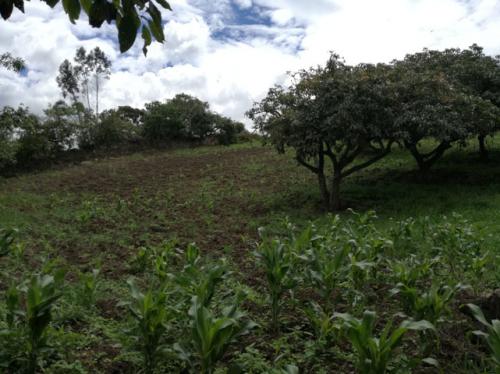 Vendo terreno en Chaltura de 2.300 metros
