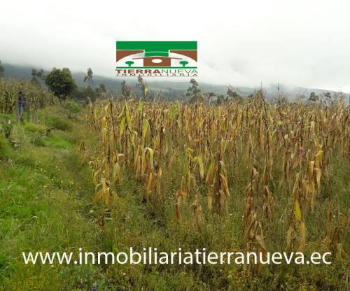 VENDO LOTE DE TERRENO DE 5.550M2 EN COTACACHI - OTAVALO