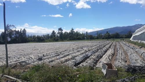 YARUQUI - OTON DE VELEZ  . IDEAL HUERTA - QUINTA