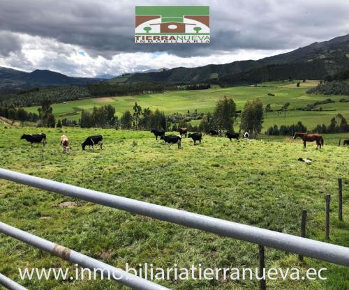 HACIENDA DE 3.5 HECTÁREAS EN CAYAMBE SECTOR SANTO DOMINGO 1