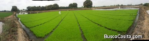 FINCA ARROCERA EN DAULE