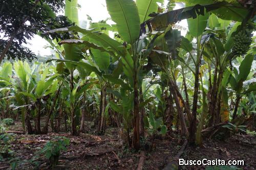 EN VENTA:  FINCA AGROECOLOGICA LA CEIBA
