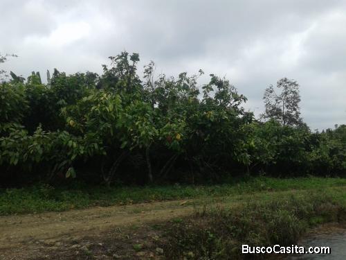 LOTE DE CACAO CCN51 