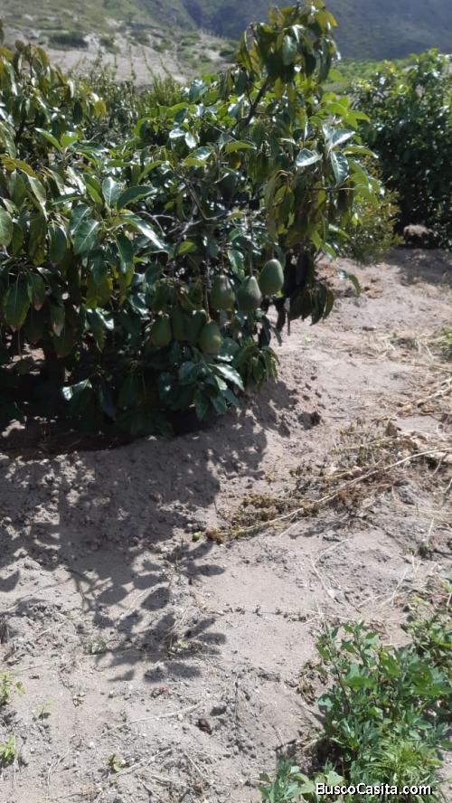 VENDO HERMOSA HUERTA FRUTAL