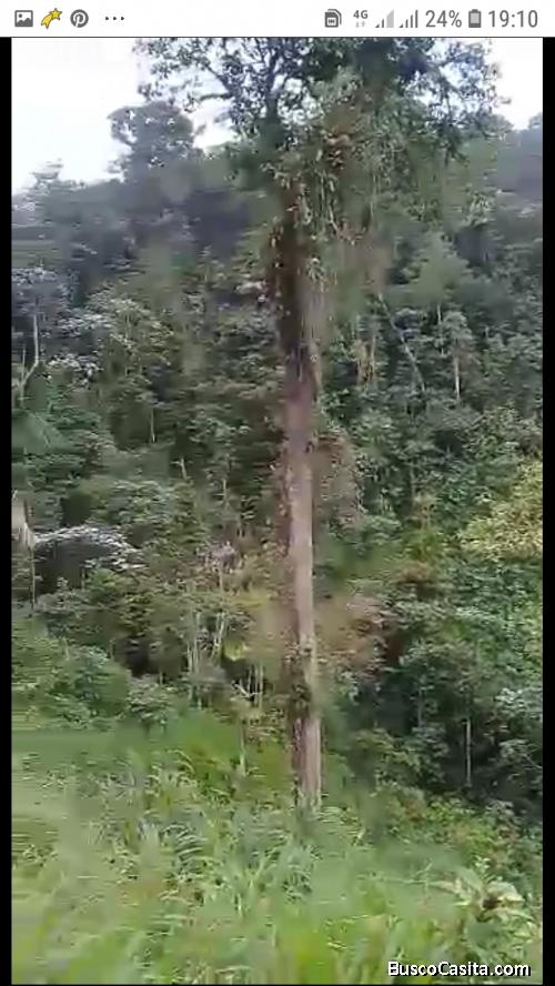 Vendo finca minera en Buenos Aire, Imbabura