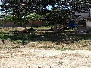 GUAYLLABAMBA, vendo terreno plano, 3000m2, con casa, galpón y frutales