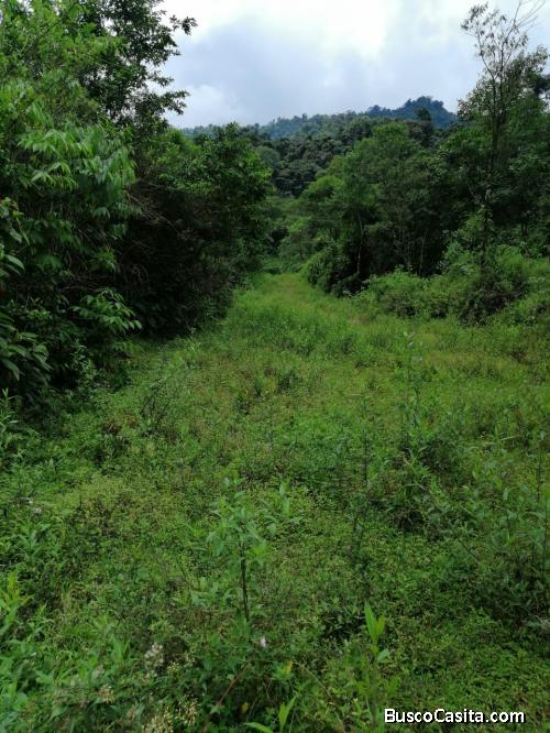 Terreno en Pura Vida I Mindo