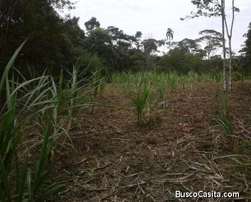 Se vende este hermoso TERRENO en el Puyo
