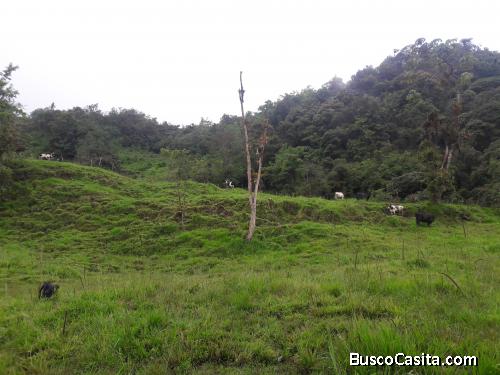 Finca de 15 hecáreas para agricultura y ganadería de venta en Napo 