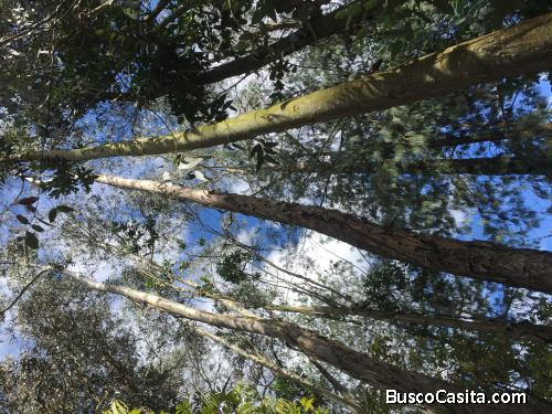 Terreno con bosque de Eucalipto